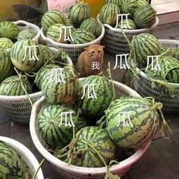 娱乐吃瓜怎么做